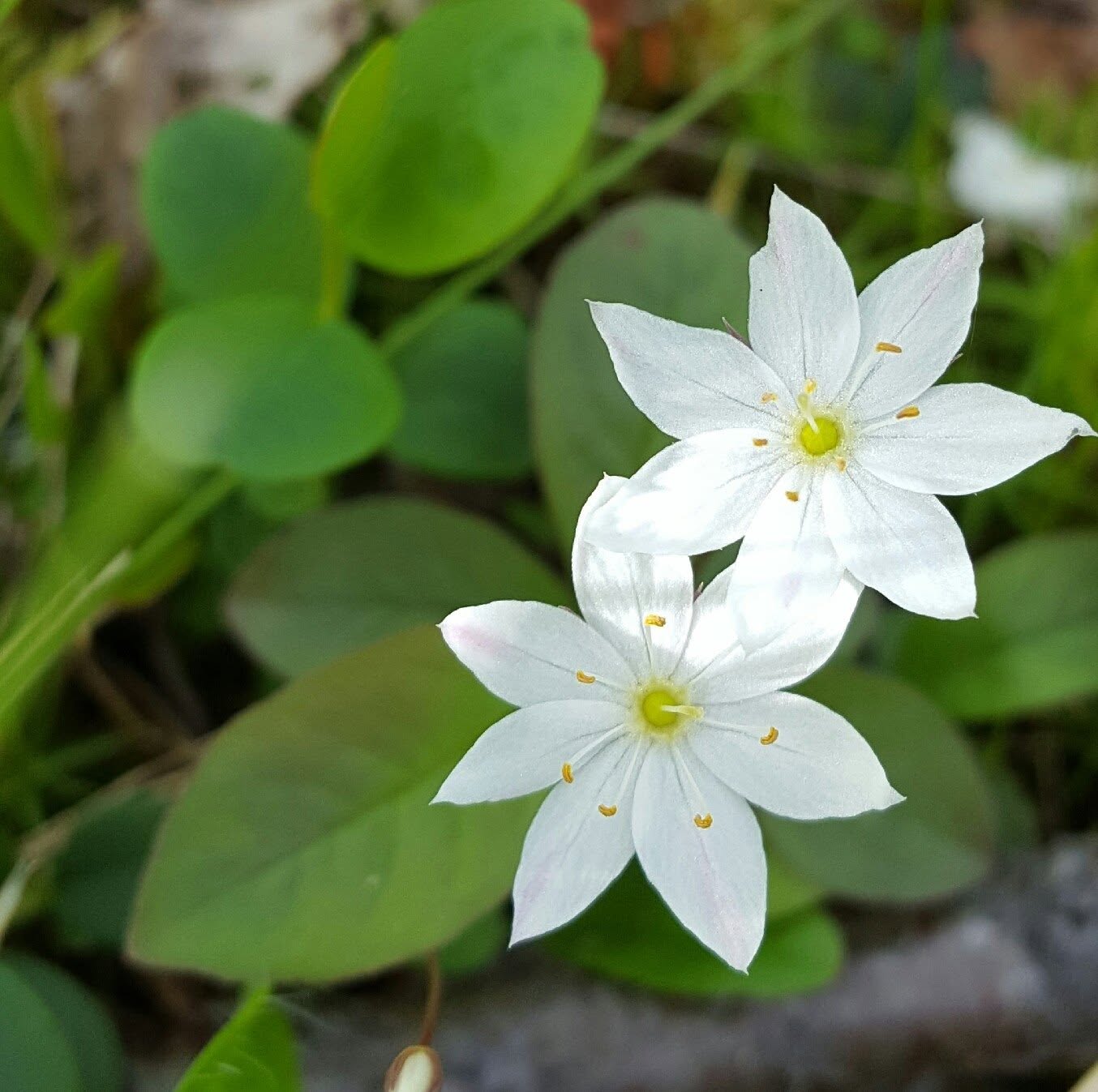 Chickweed wintergreen
