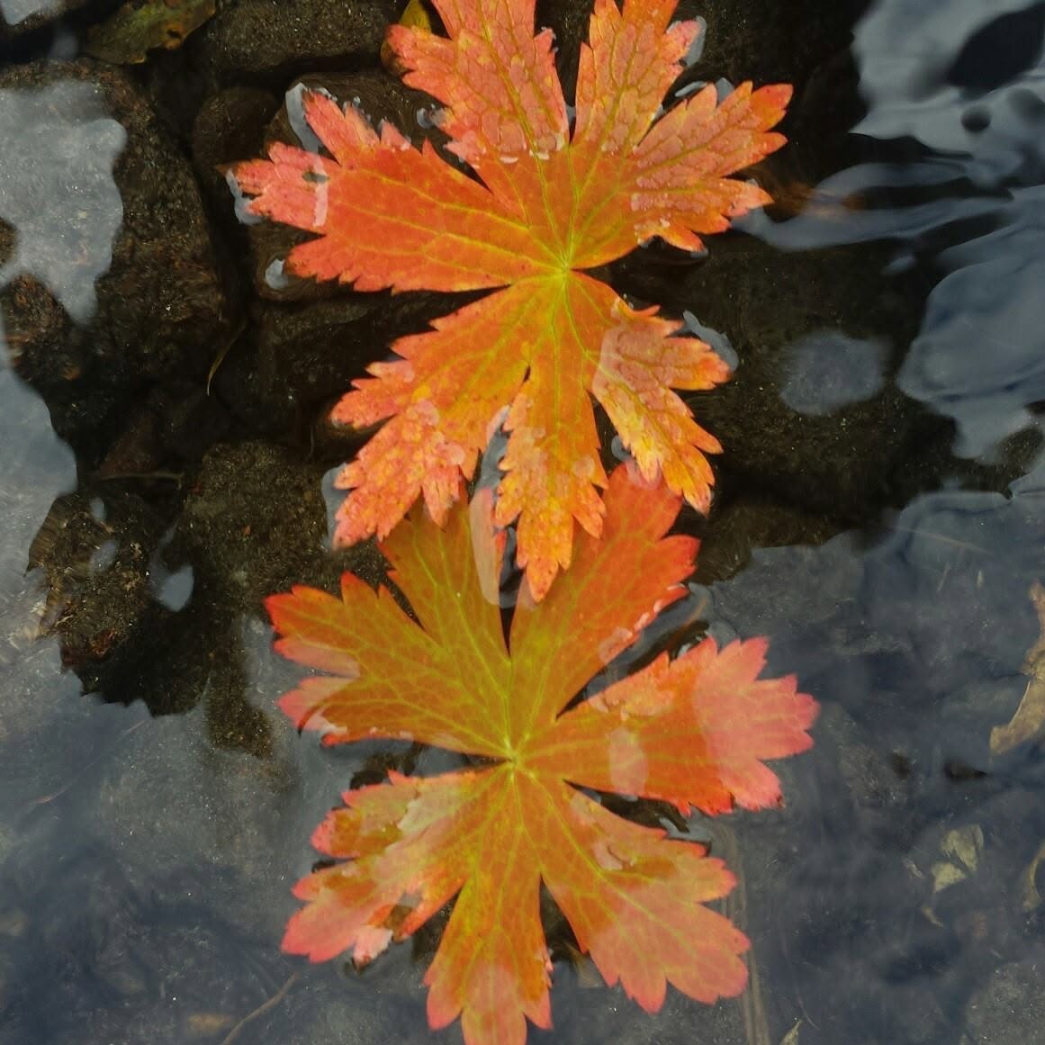Autumn leaves on the ice