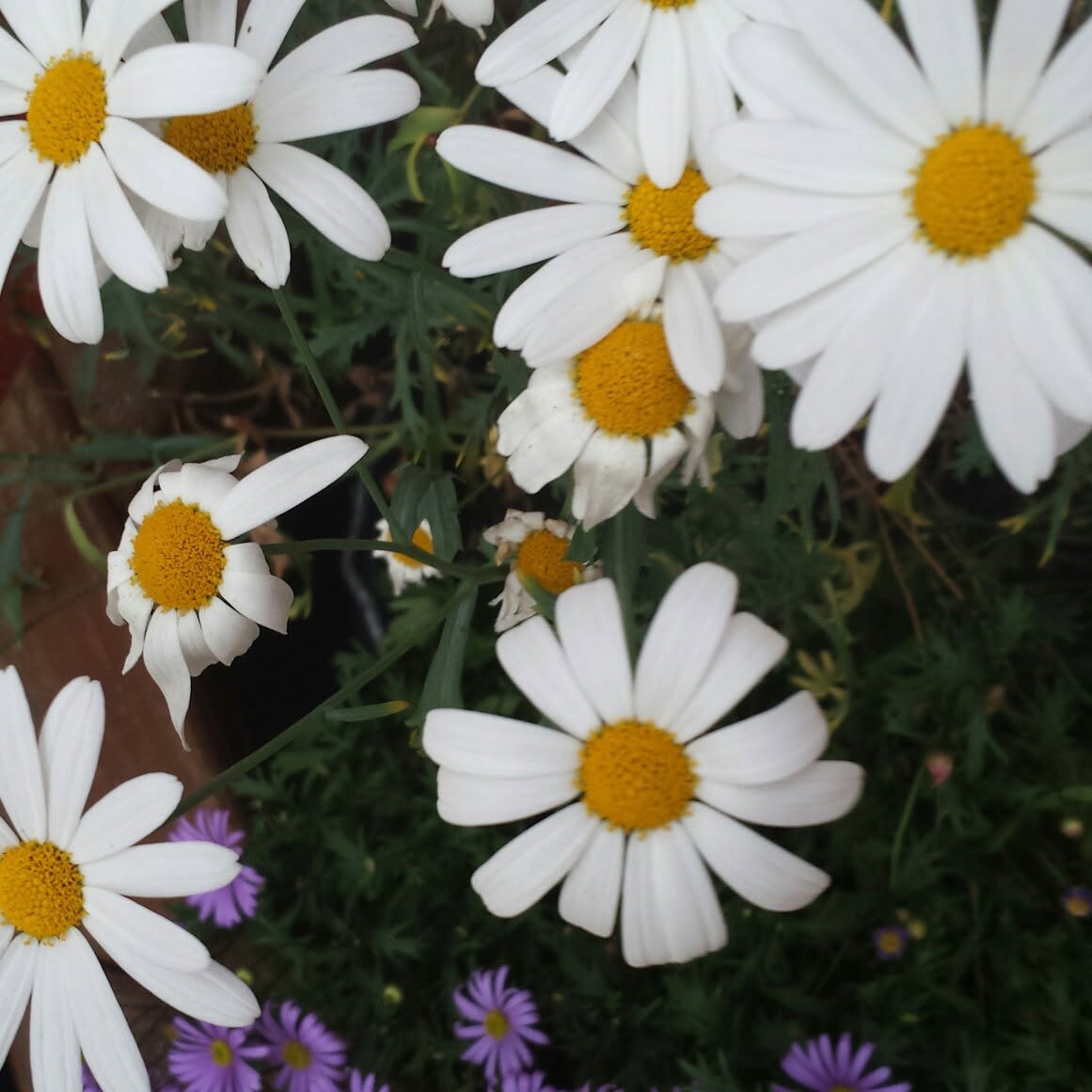 Oxeye daisies