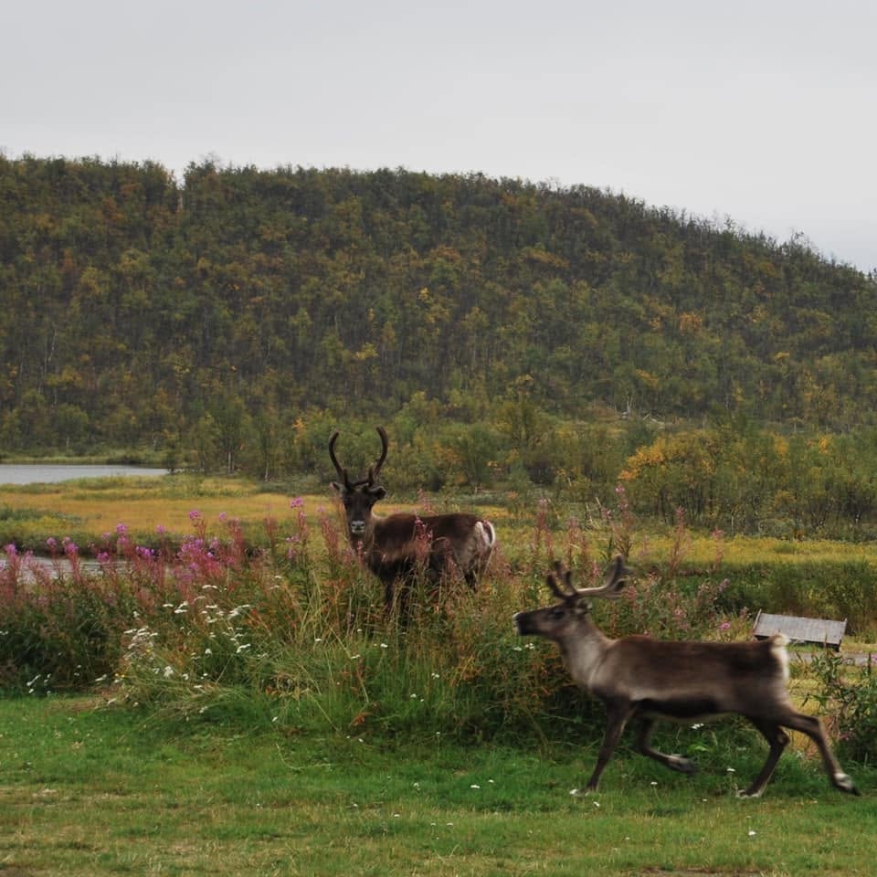 To reinsdyr på plenen ved fjellstua
