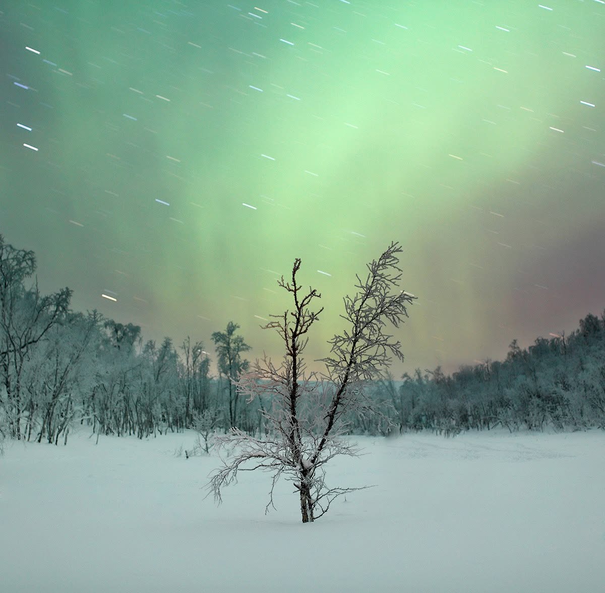 Northern lights behind a frosted birch